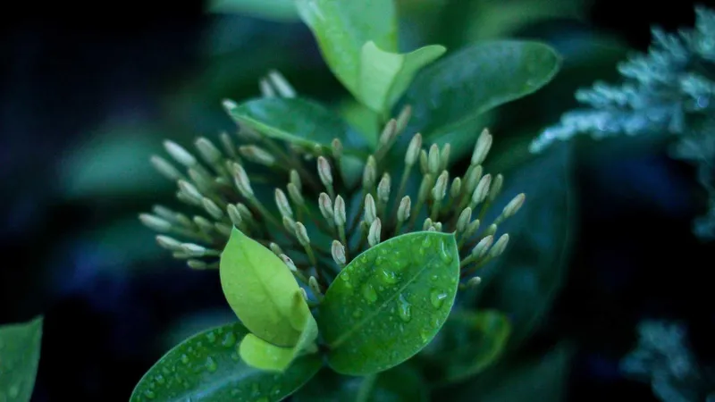 Dubai Desert Safari Tours: Complete Guide