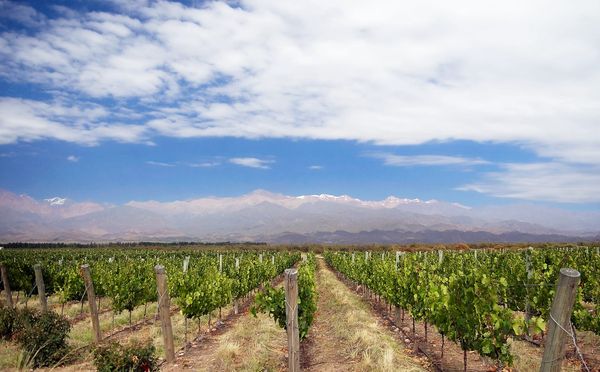 Guided Tours in Mendoza: Choosing the Right Experience