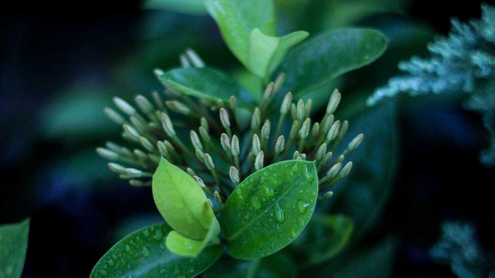 Dubai Desert Safari Tours: Complete Guide